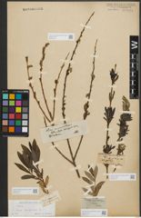 Foto von Salix purpurea L.
